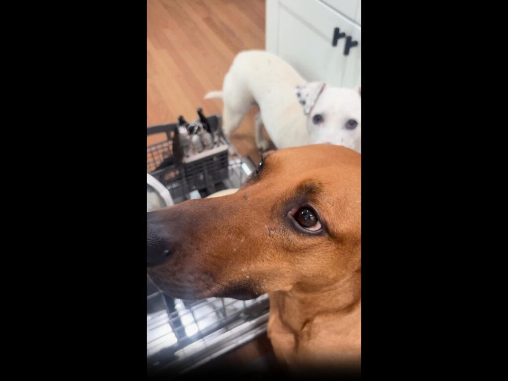 茶色と白色の犬二匹がこちらを見ている