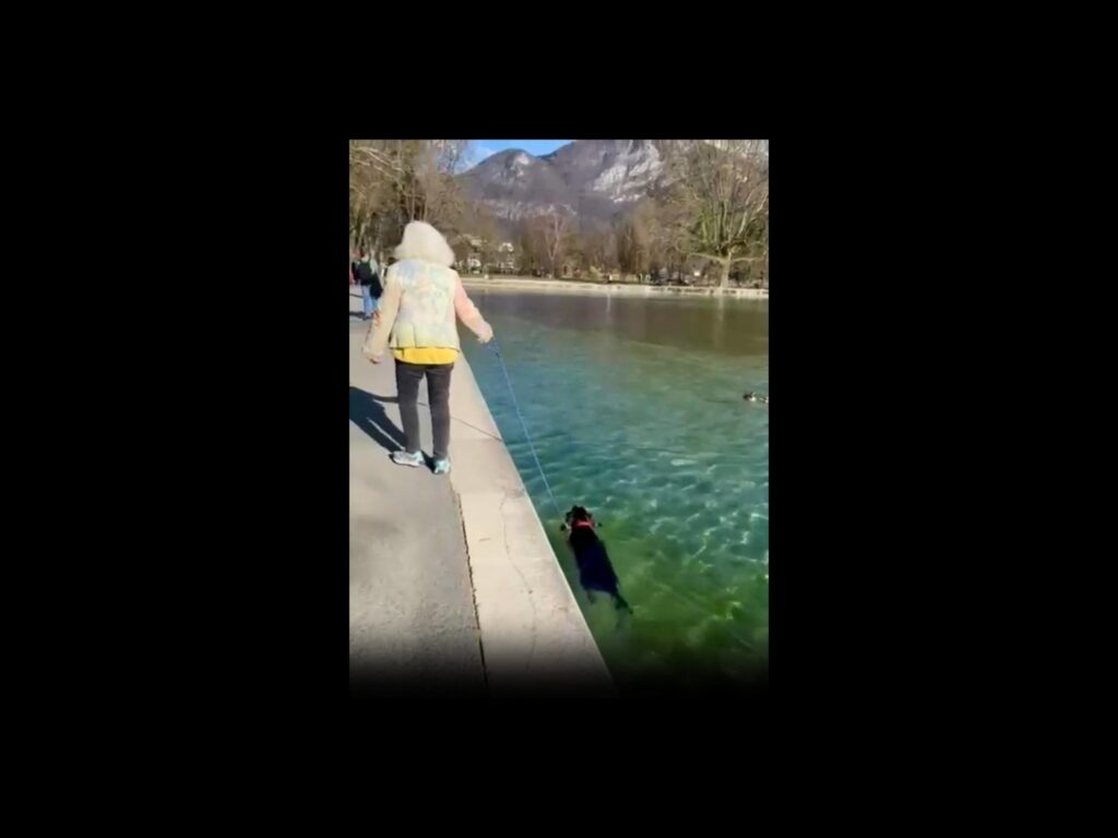 水の中を泳いでいる黒い犬