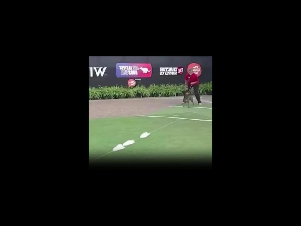 芝生の上を走る灰色の犬