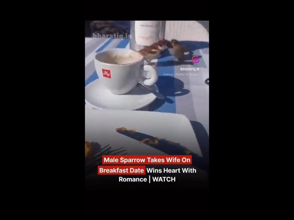 テーブルで寄り添う茶色いスズメのつがい