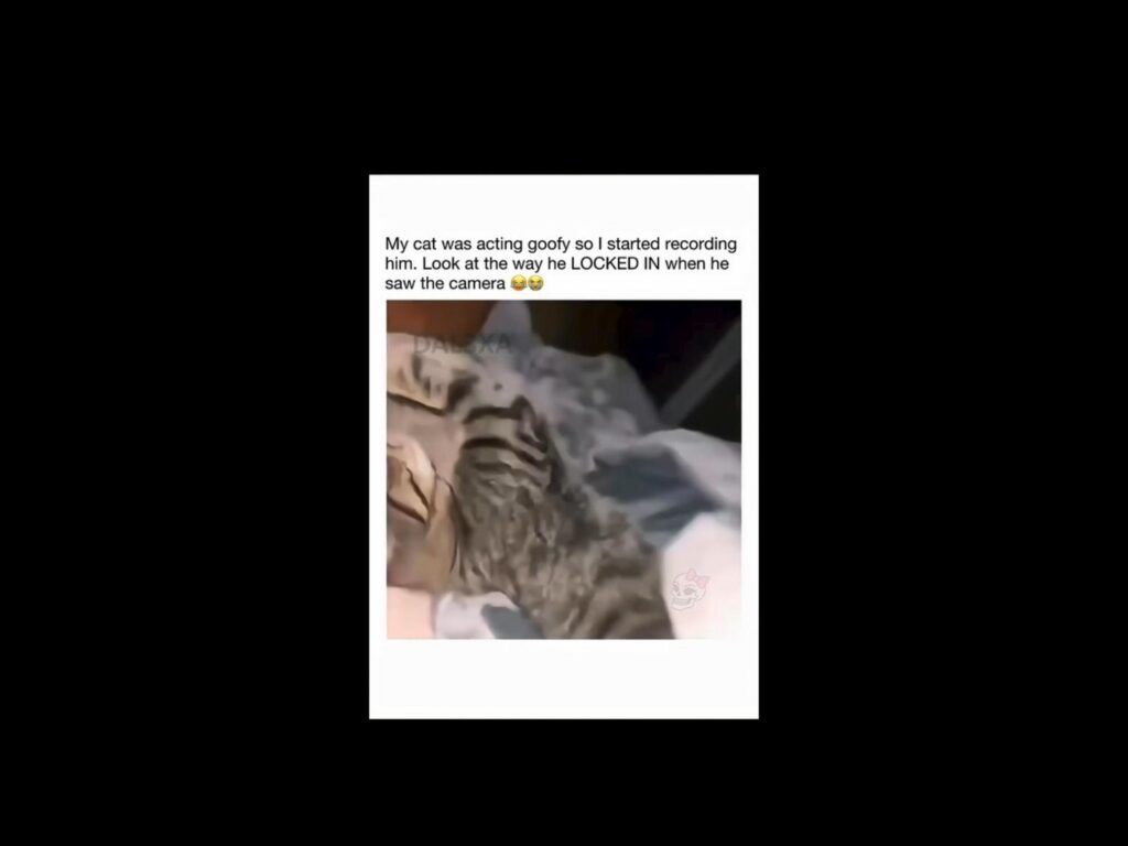 ベッドで横になりカメラを見つめるトラ猫