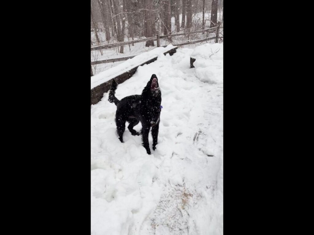 雪の中で上を向いて吠える黒い犬