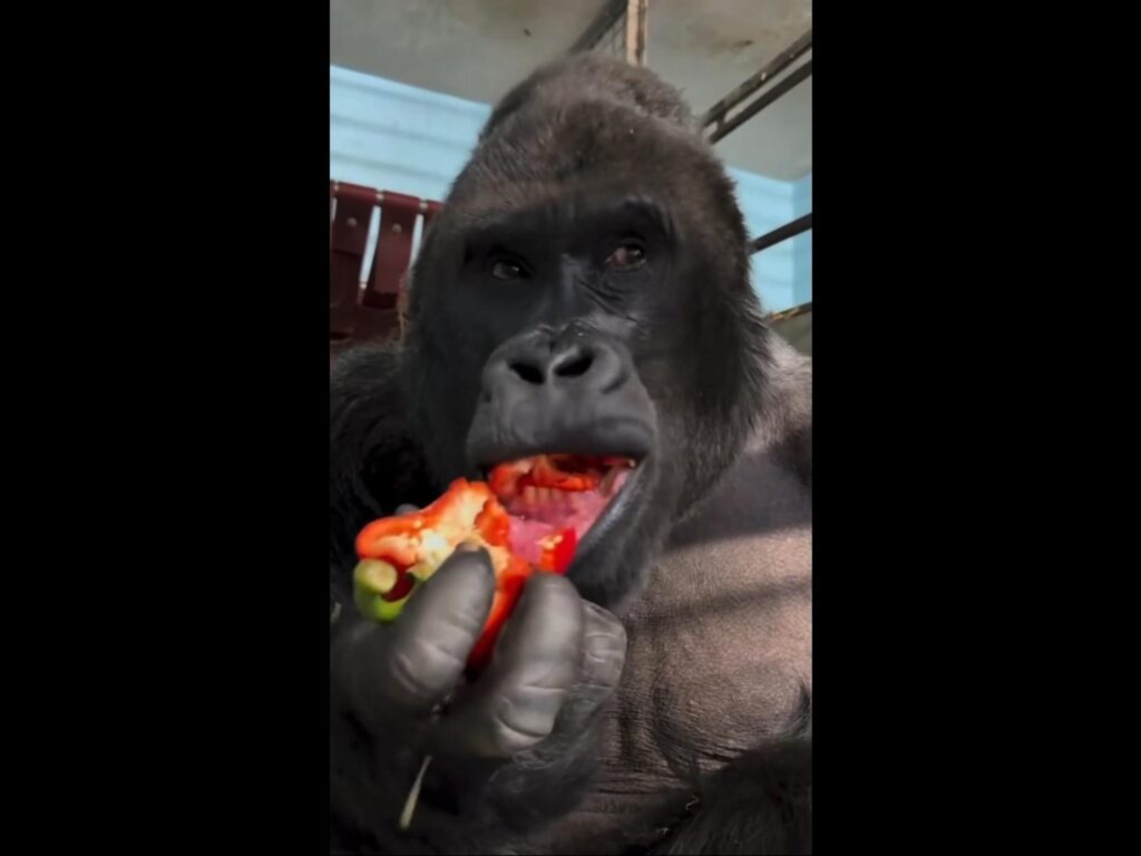 黒いゴリラが赤いパプリカを食べている