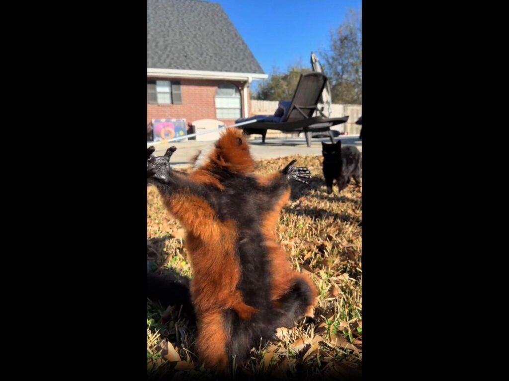 両手を広げる赤と黒のキツネザル