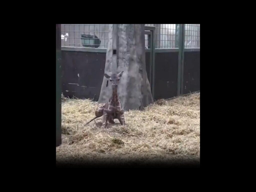 茶色のキリンがわらの上で座っている