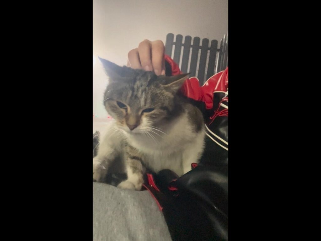 人になでられているキジ白の猫