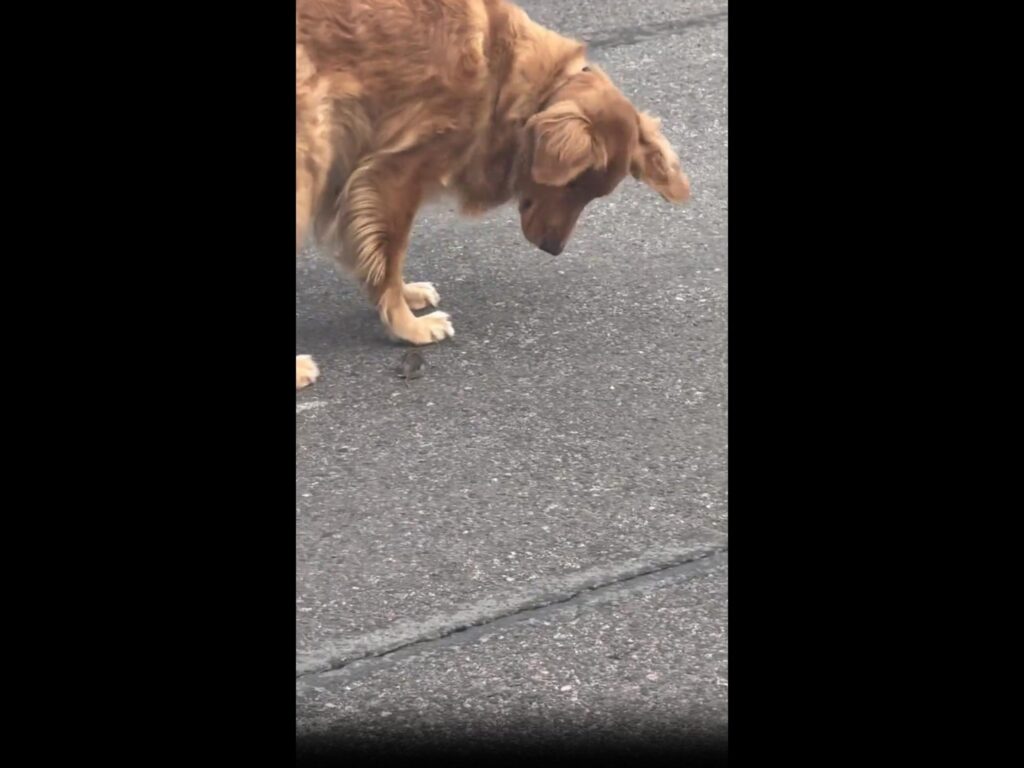 茶色の犬が足元の鼠を見つめている