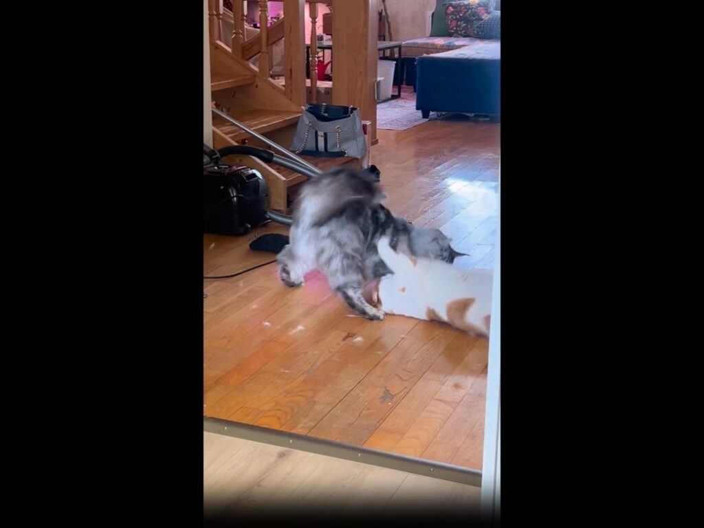 灰色の猫と白茶の猫がじゃれ合っている