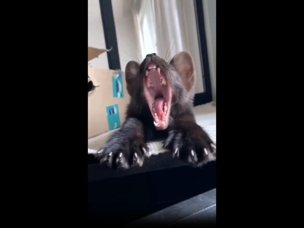 あくびをしながら伸びをする黒いテン