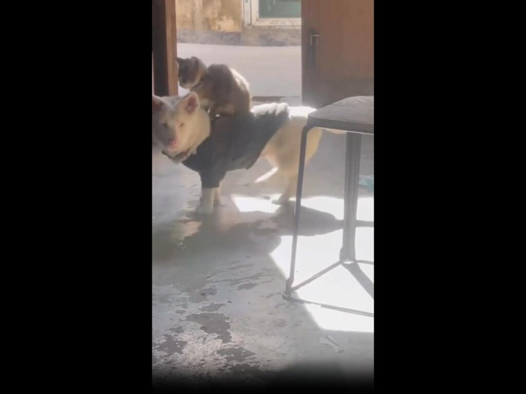 白い犬の背中に茶色い猫が乗っている