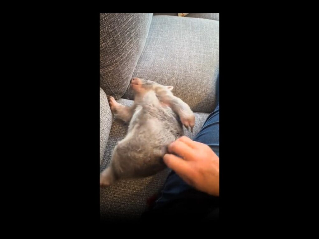 仰向けで腹を撫でられる灰色のウォンバット