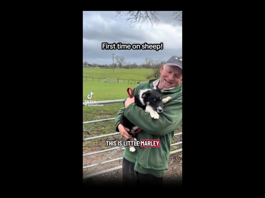 人に抱かれている白黒の子犬