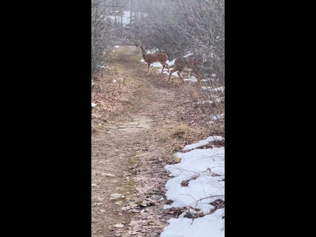 茶色のシカが数頭立ち止まっている