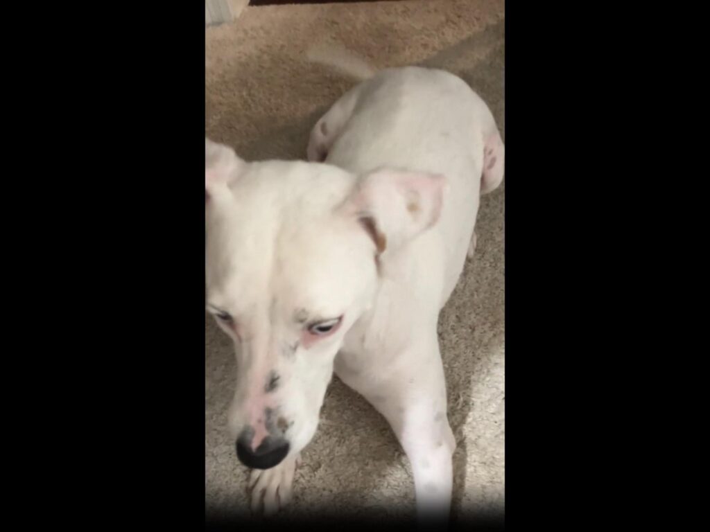 床に伏せている白い犬