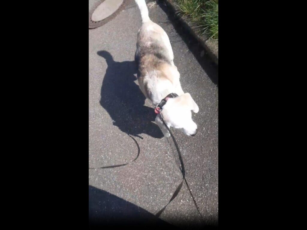 散歩をしている白と茶色の犬