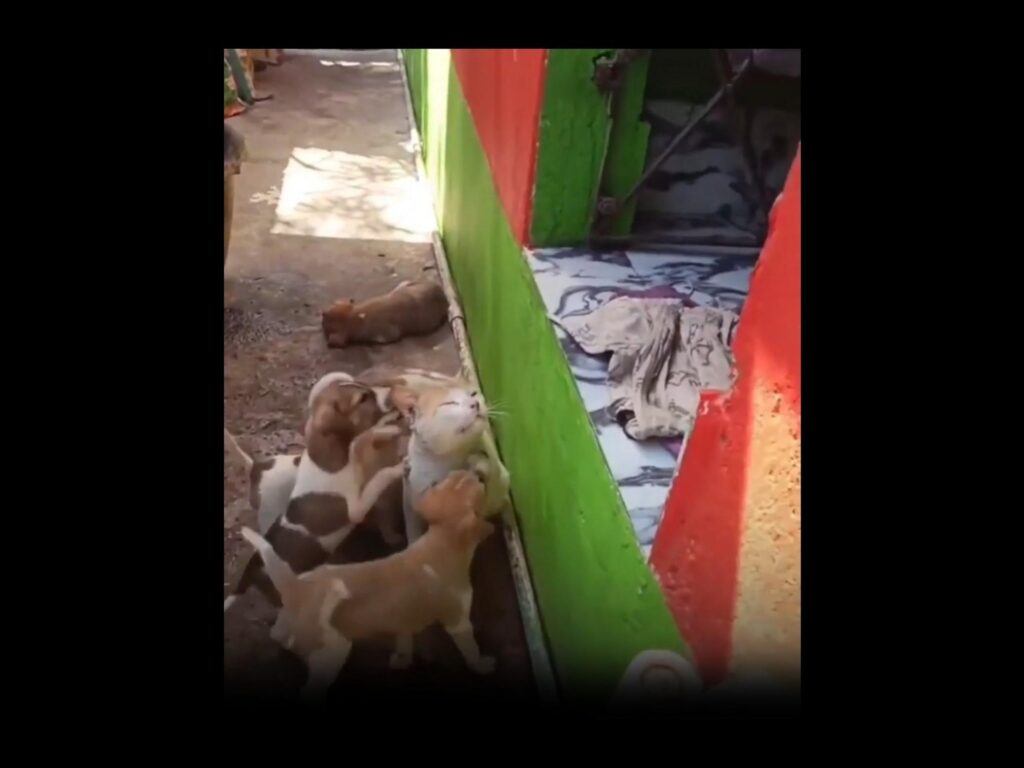 茶白の猫と子犬がじゃれ合っている