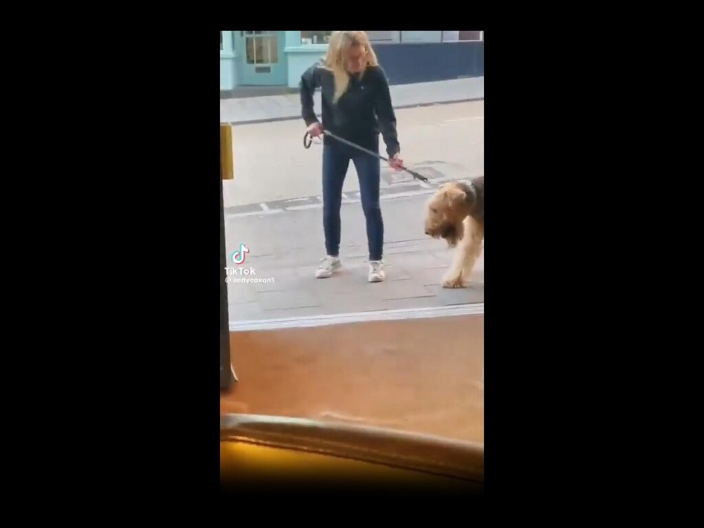 茶色の犬がリードで引かれて歩いている