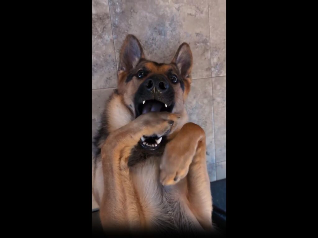 茶黒のシェパードが仰向けで足を噛んでいる