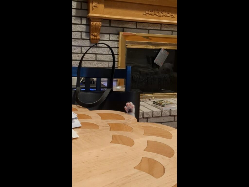 白い猫がテーブルから前足を上げている