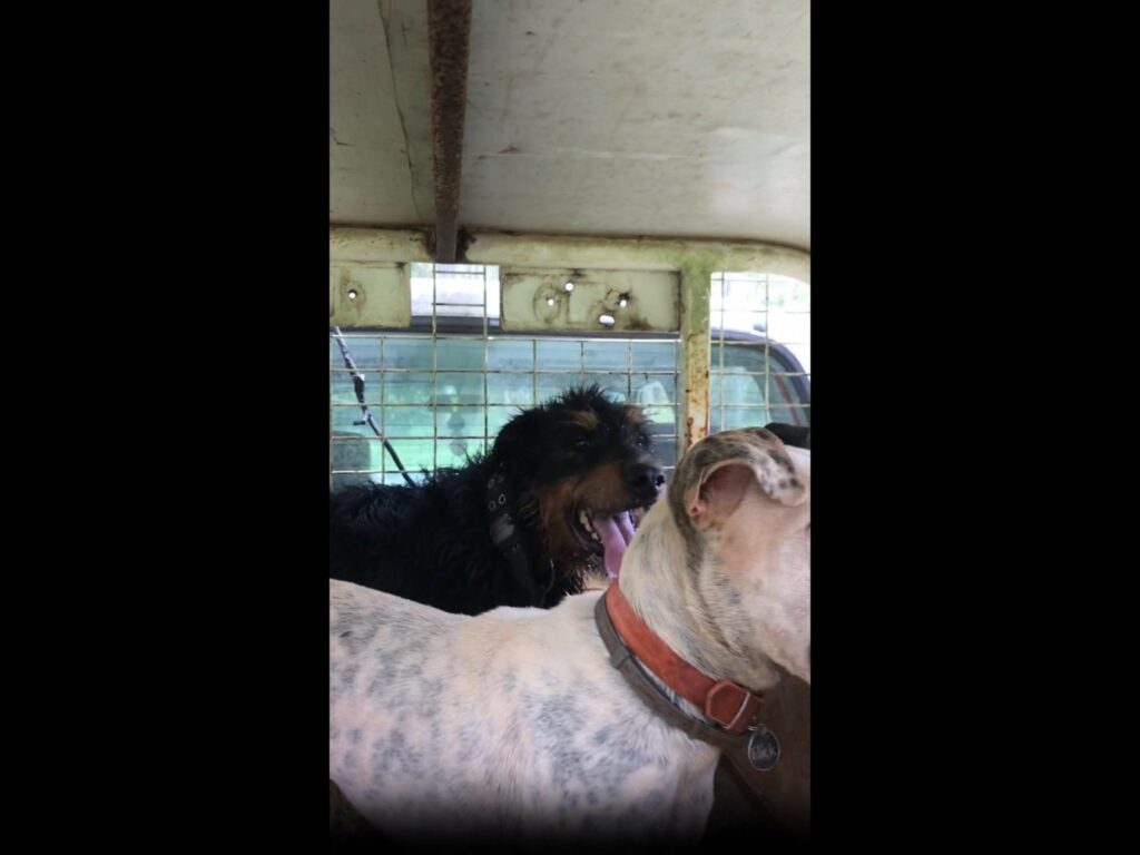 舌を出す黒い犬と斑点模様の白い犬が乗車中