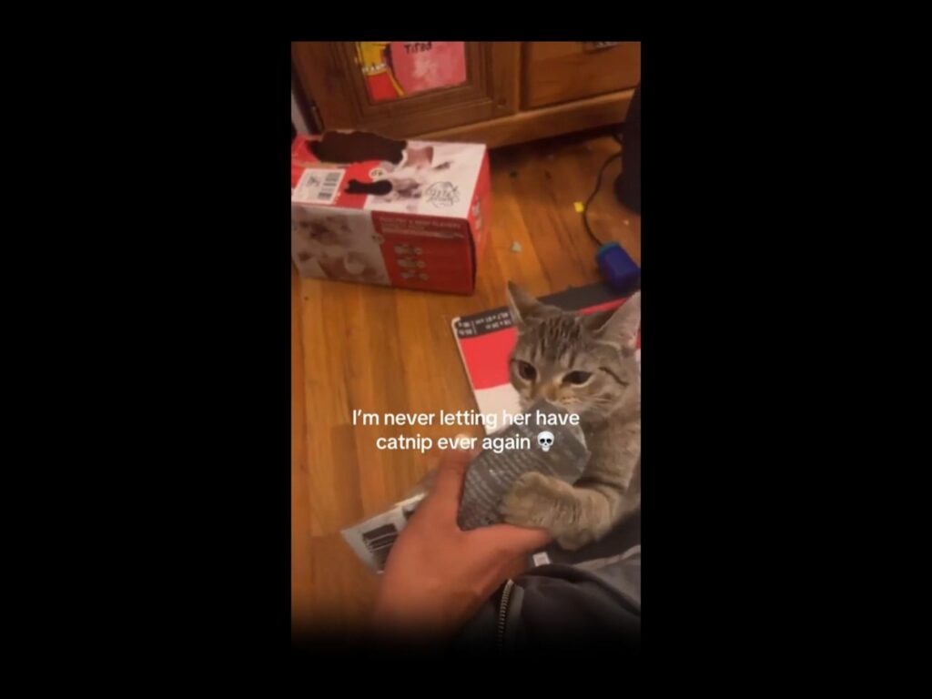 キジトラの猫が袋を前足で掴んでいる