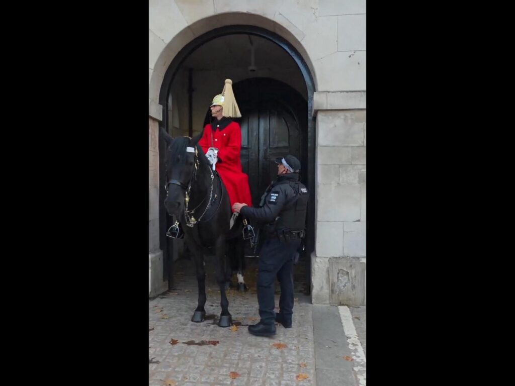 黒い馬が静止して立っている