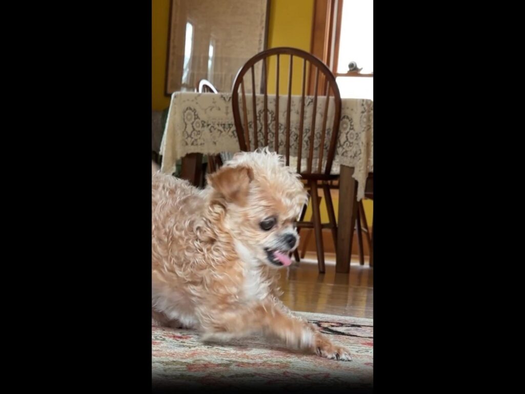 舌を出し絨毯で遊ぶ薄茶色の小型犬