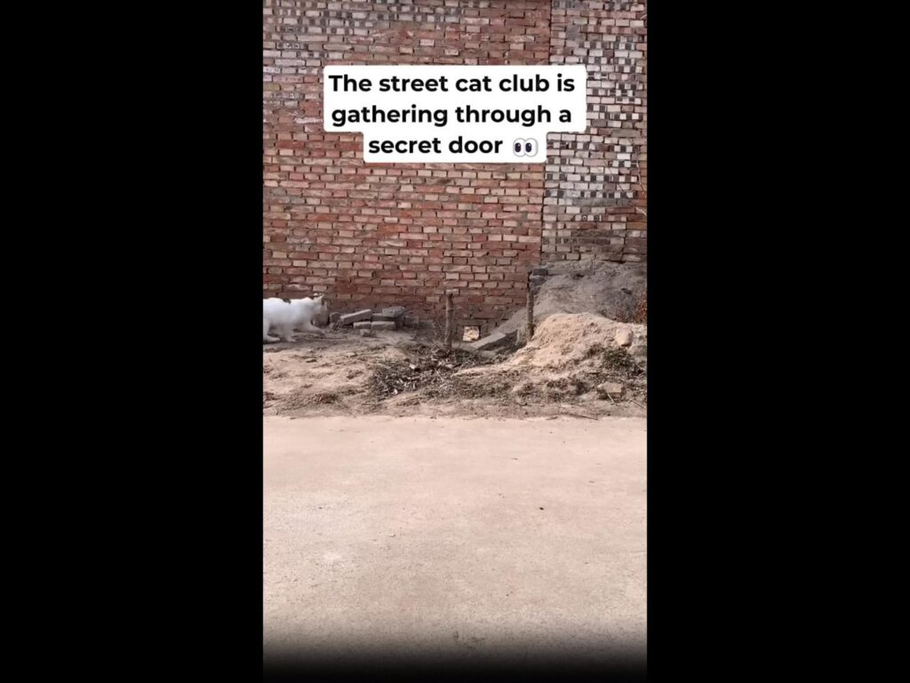 白猫がレンガの壁の穴に向かって歩く