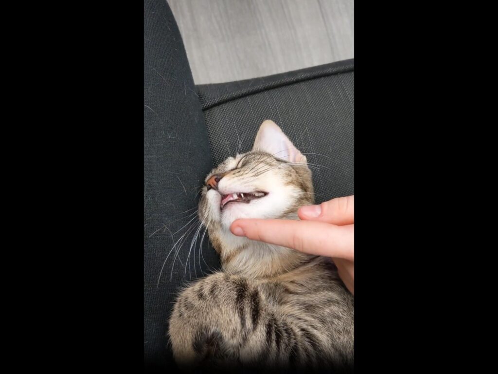 あごを触られて口を開けて眠るトラ猫