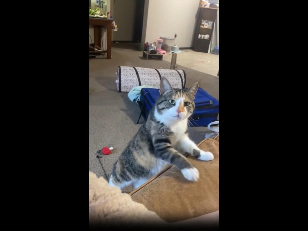 ソファーに前足をかけ立ち上がる三毛猫