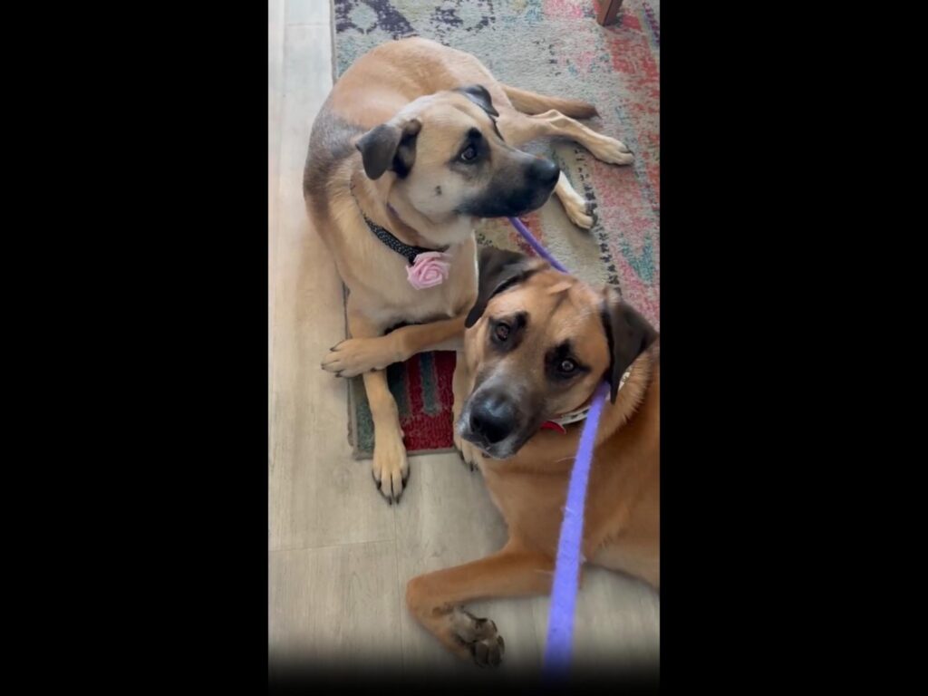 茶色の犬2匹が床に伏せている