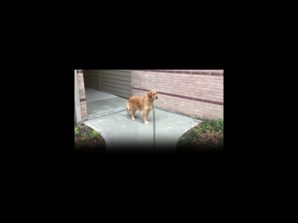 リードに繋がれた茶色の犬が立っている