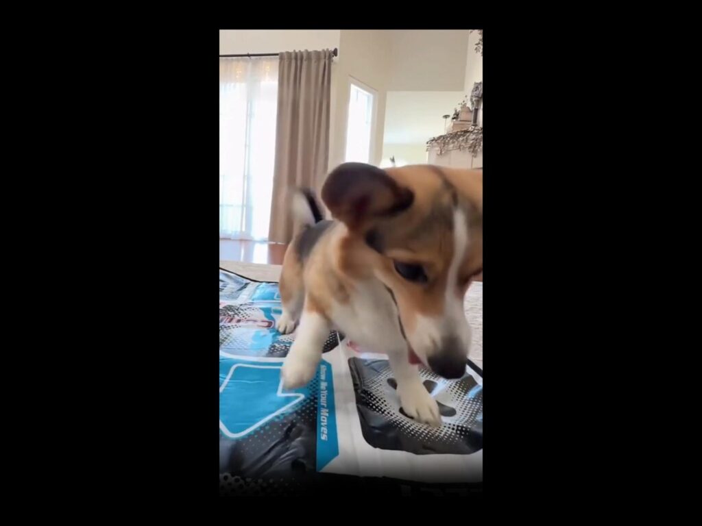 茶白黒のコーギーがダンスマットで遊ぶ