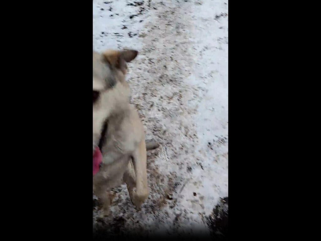 雪の上で舌を出す薄茶色の犬