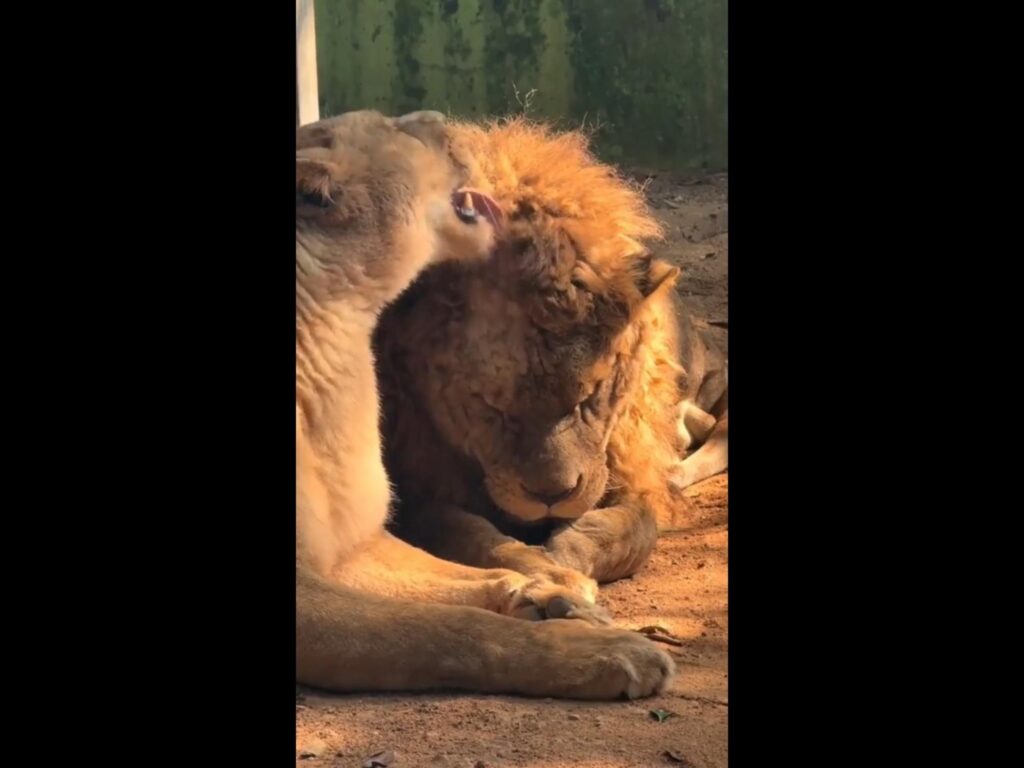 茶色の雌ライオンが雄を舐めている