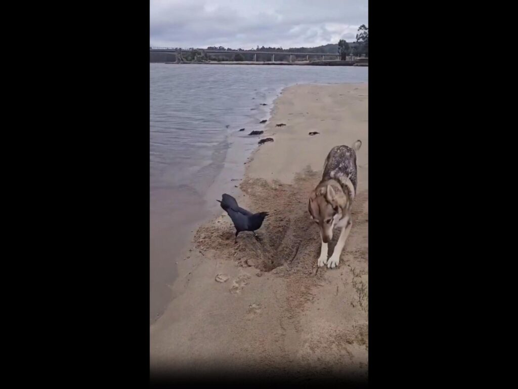 砂浜で穴を掘る黒い鳥と灰色の犬