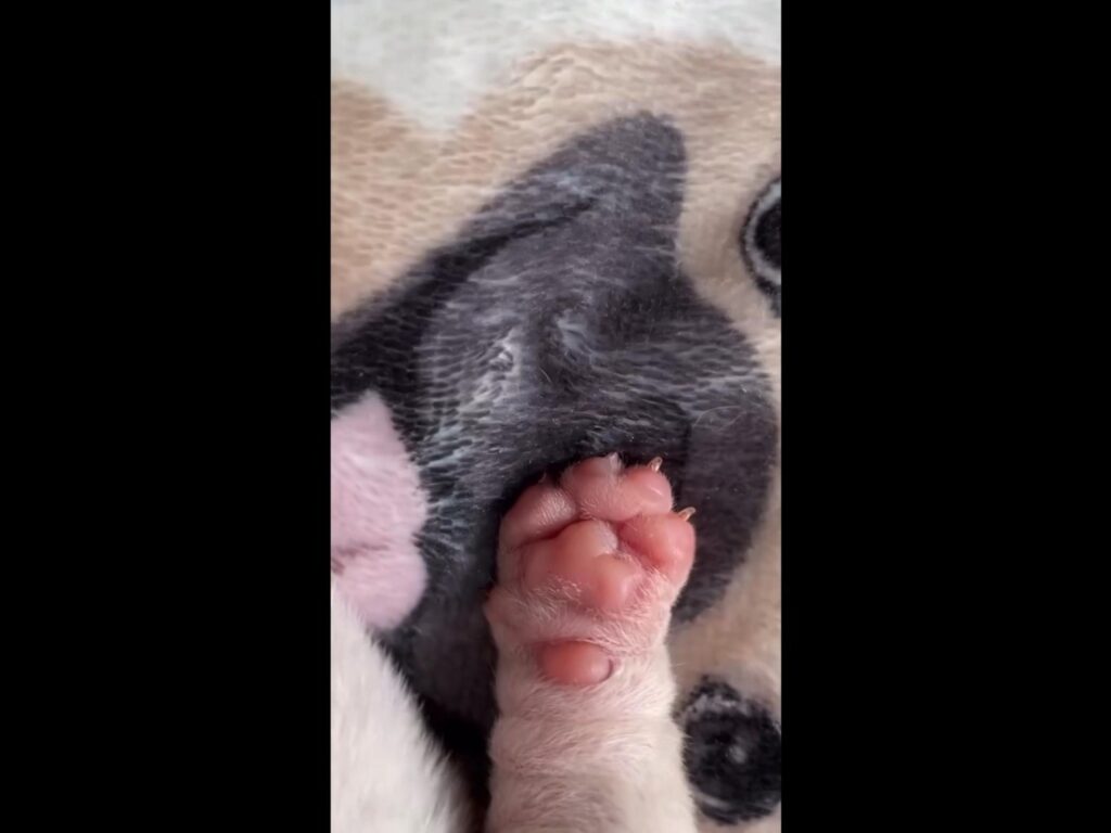 毛布の上に置かれた子犬のピンク色の足