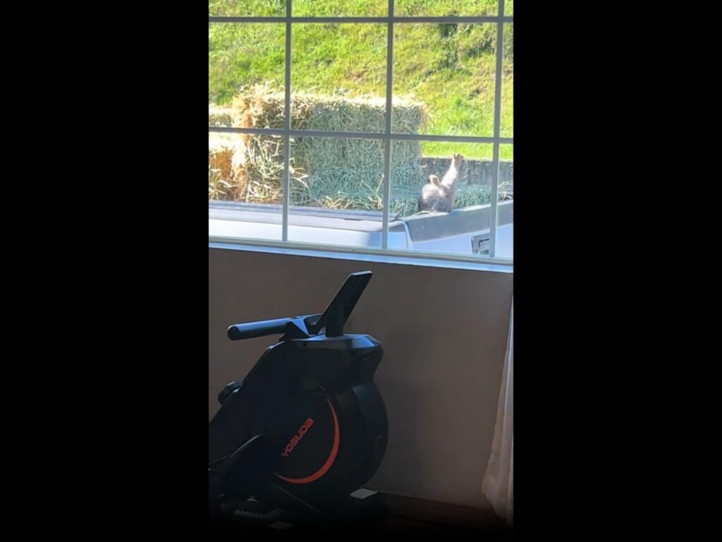 荷台で灰色のヤギが仰向けになっている