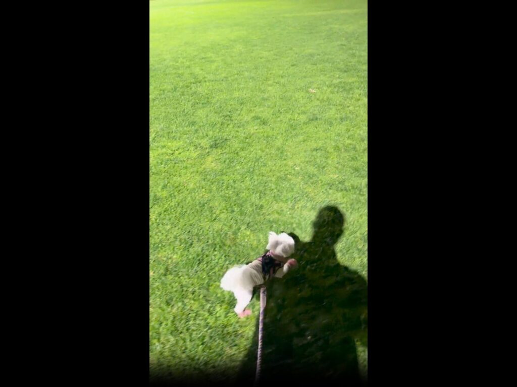 芝生を散歩している白い犬