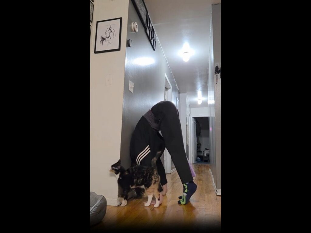 三毛猫が逆立ちする人の横に立っている