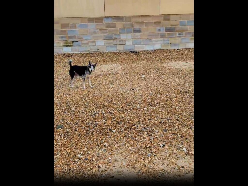 砂利に立ちこちらを見る白黒の犬