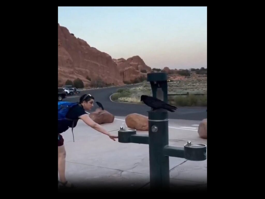 水飲み場にとまっている黒いカラス