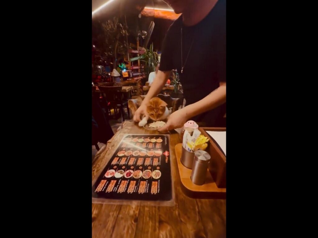 テーブルで料理を待つ茶トラ白の猫