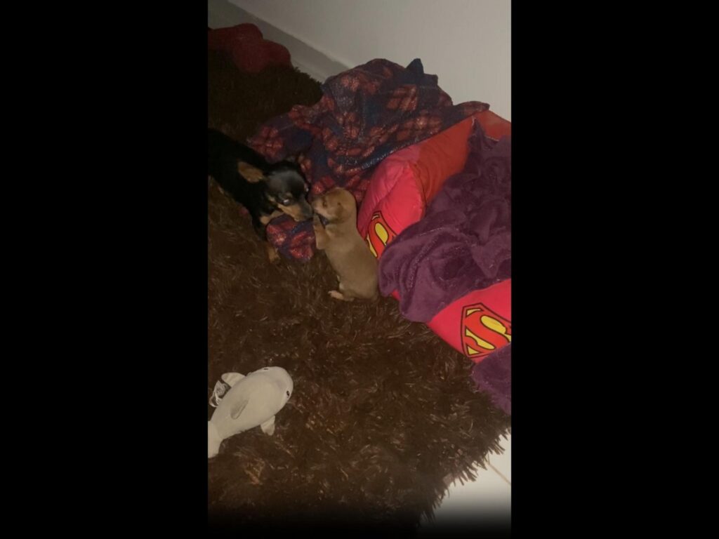 黒と茶色の犬二匹が絨毯の上で遊んでいる