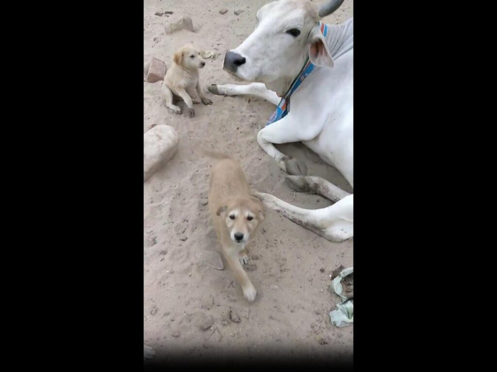 横たわる白い牛と歩く茶色い子犬