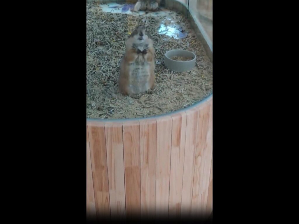 茶色のプレーリードッグが直立している