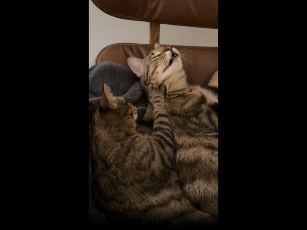 仲良く触れ合っている2匹のキジトラ猫