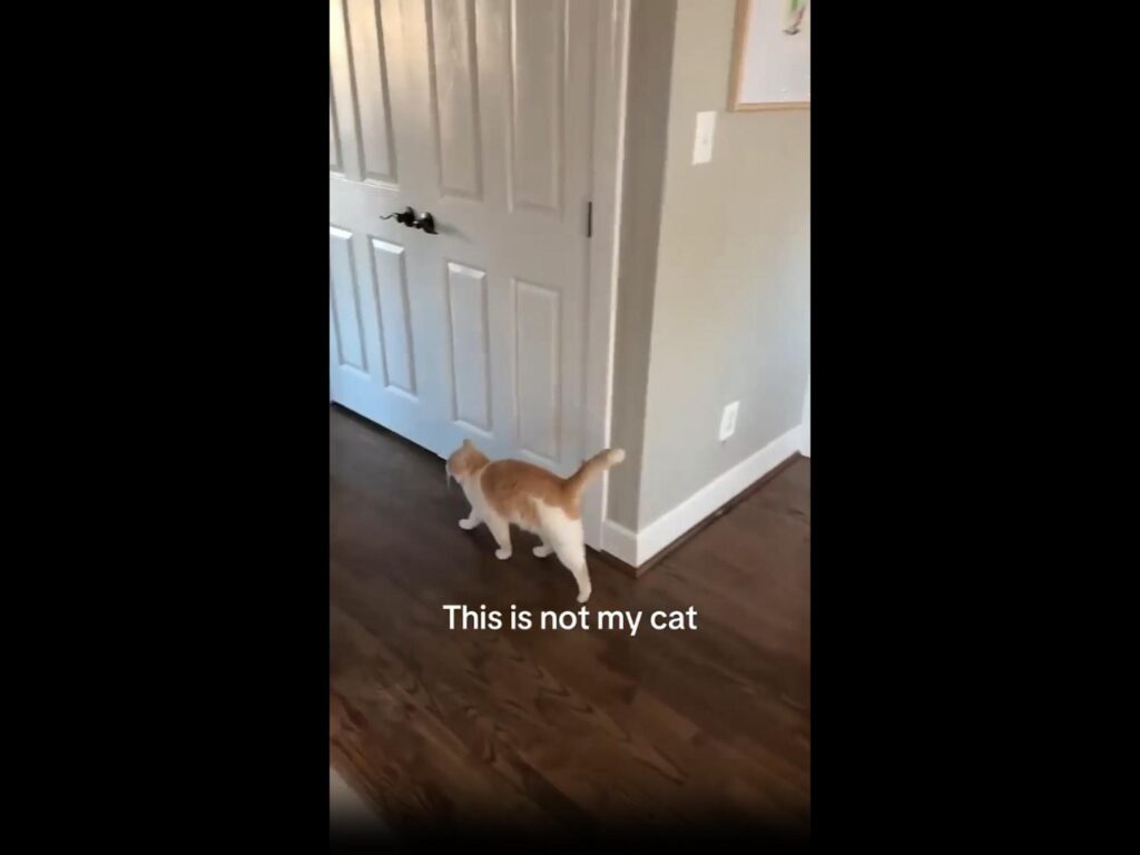 歩いている茶白の猫