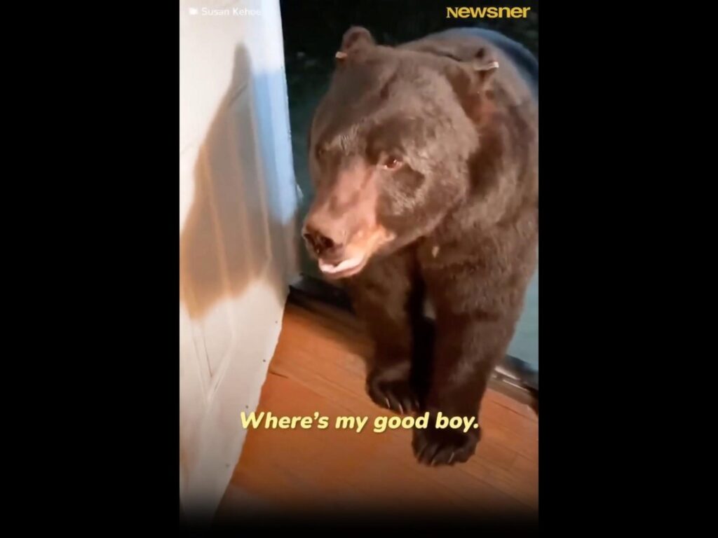 家に入ろうとする茶色のクマ