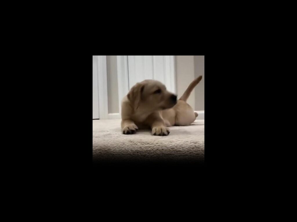 寝そべって横を向くクリーム色の子犬